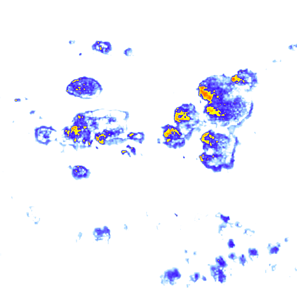 Image Layer