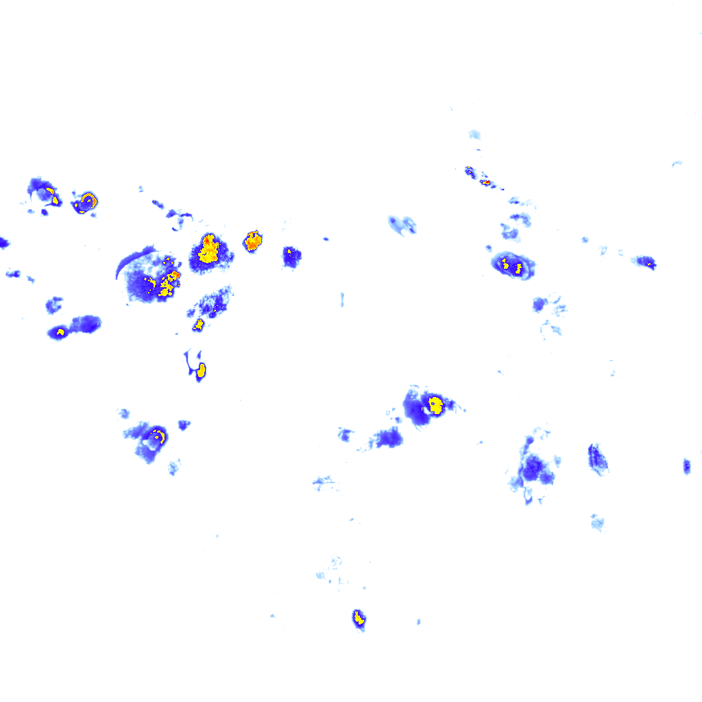 Image Layer