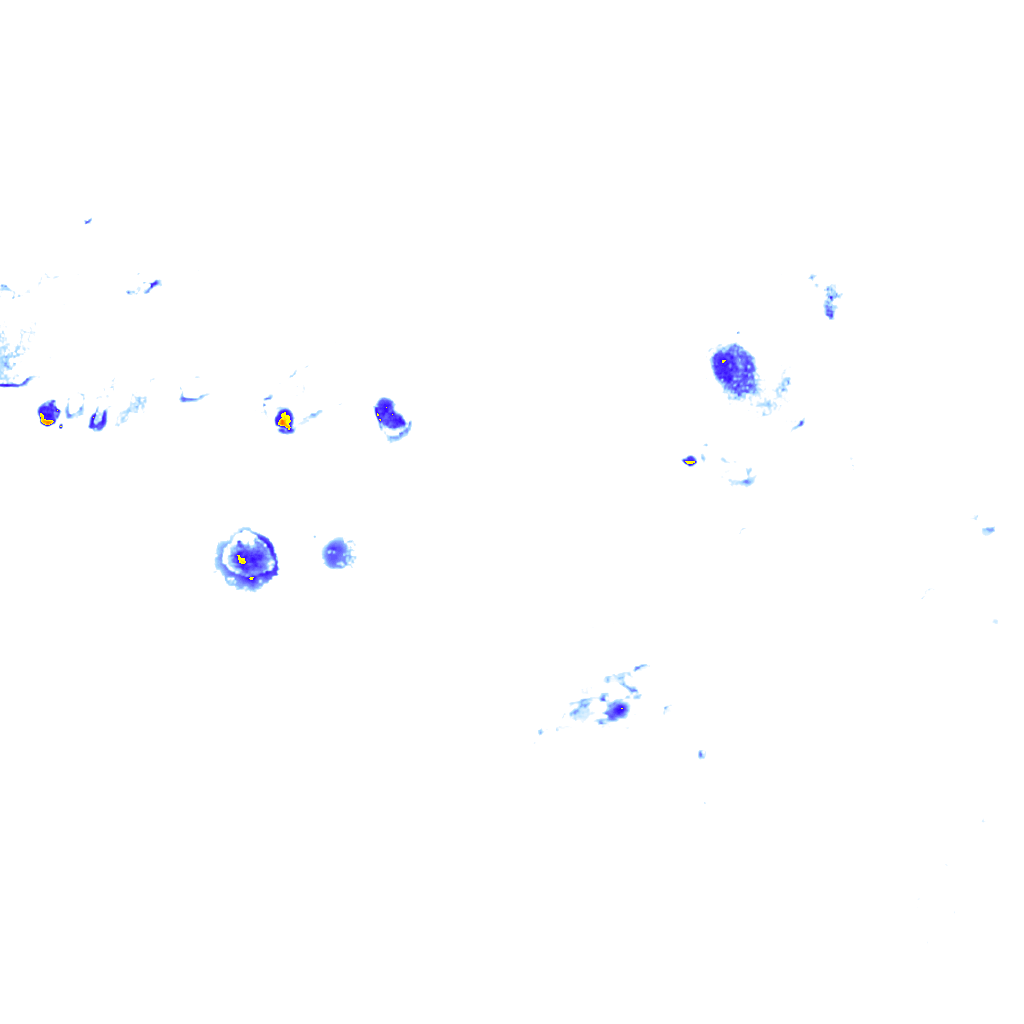 Image Layer