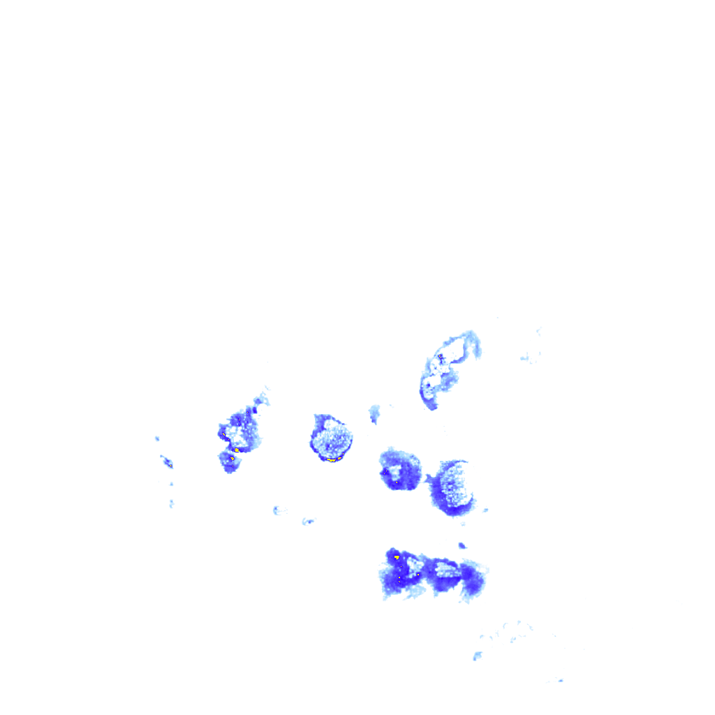 Image Layer