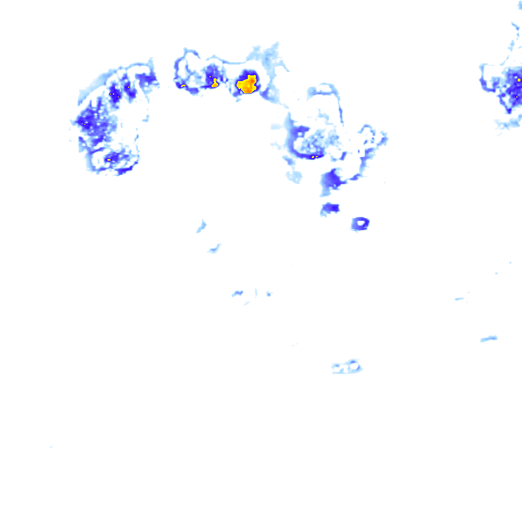 Image Layer