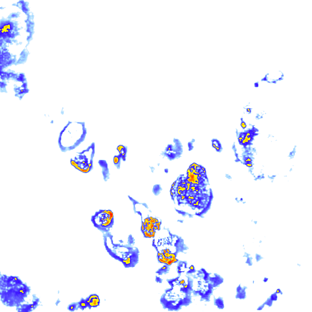 Image Layer