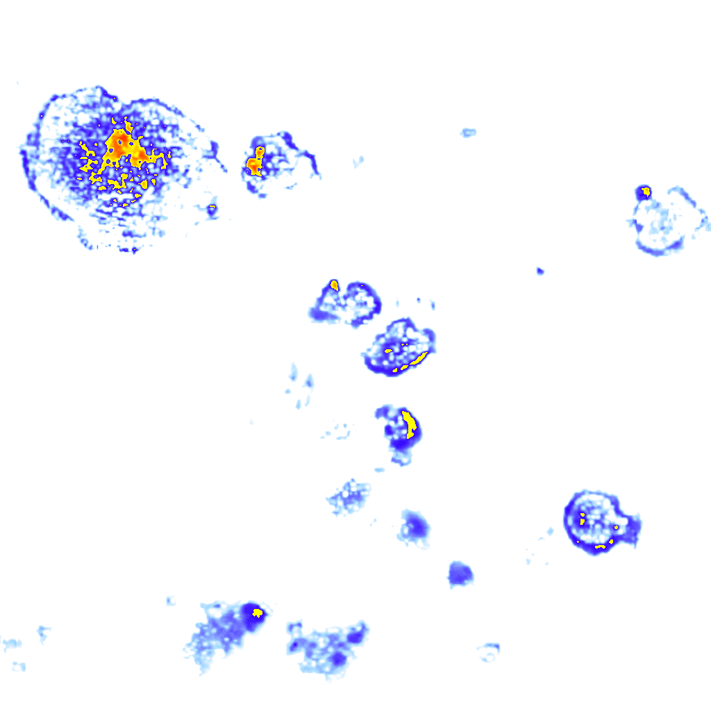 Image Layer