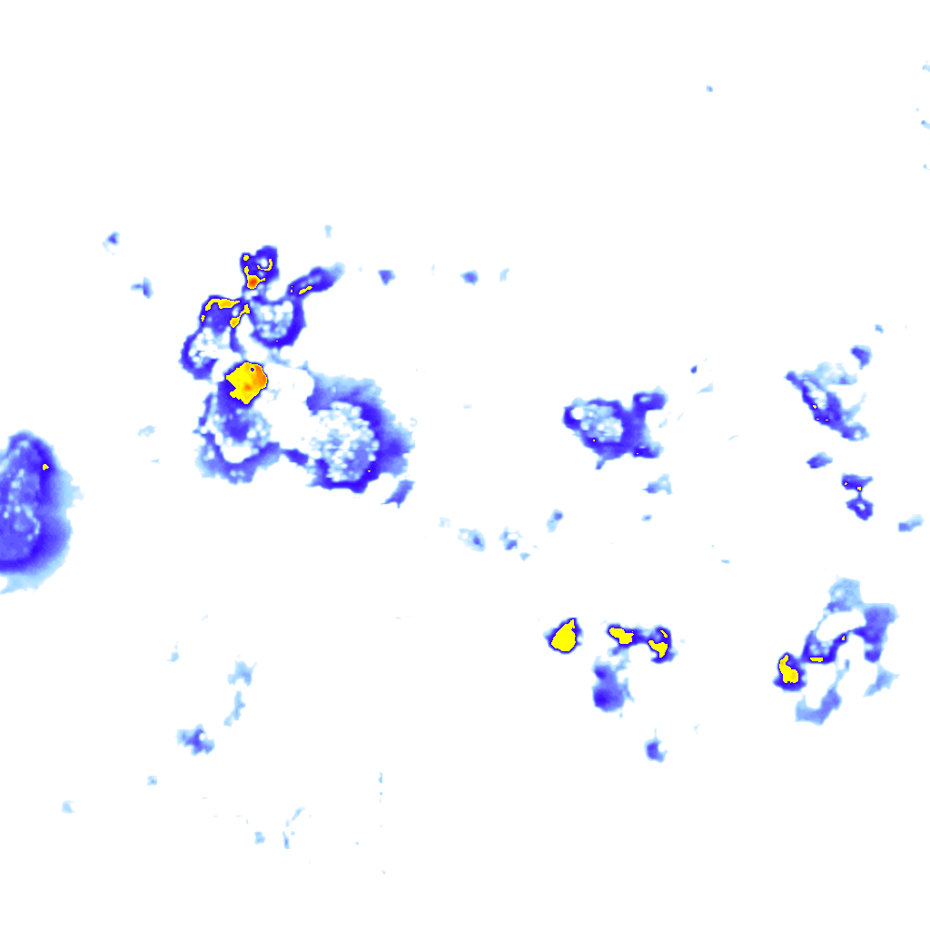 Image Layer