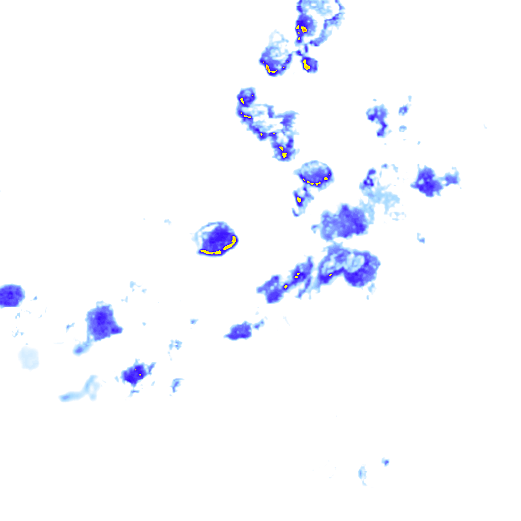Image Layer
