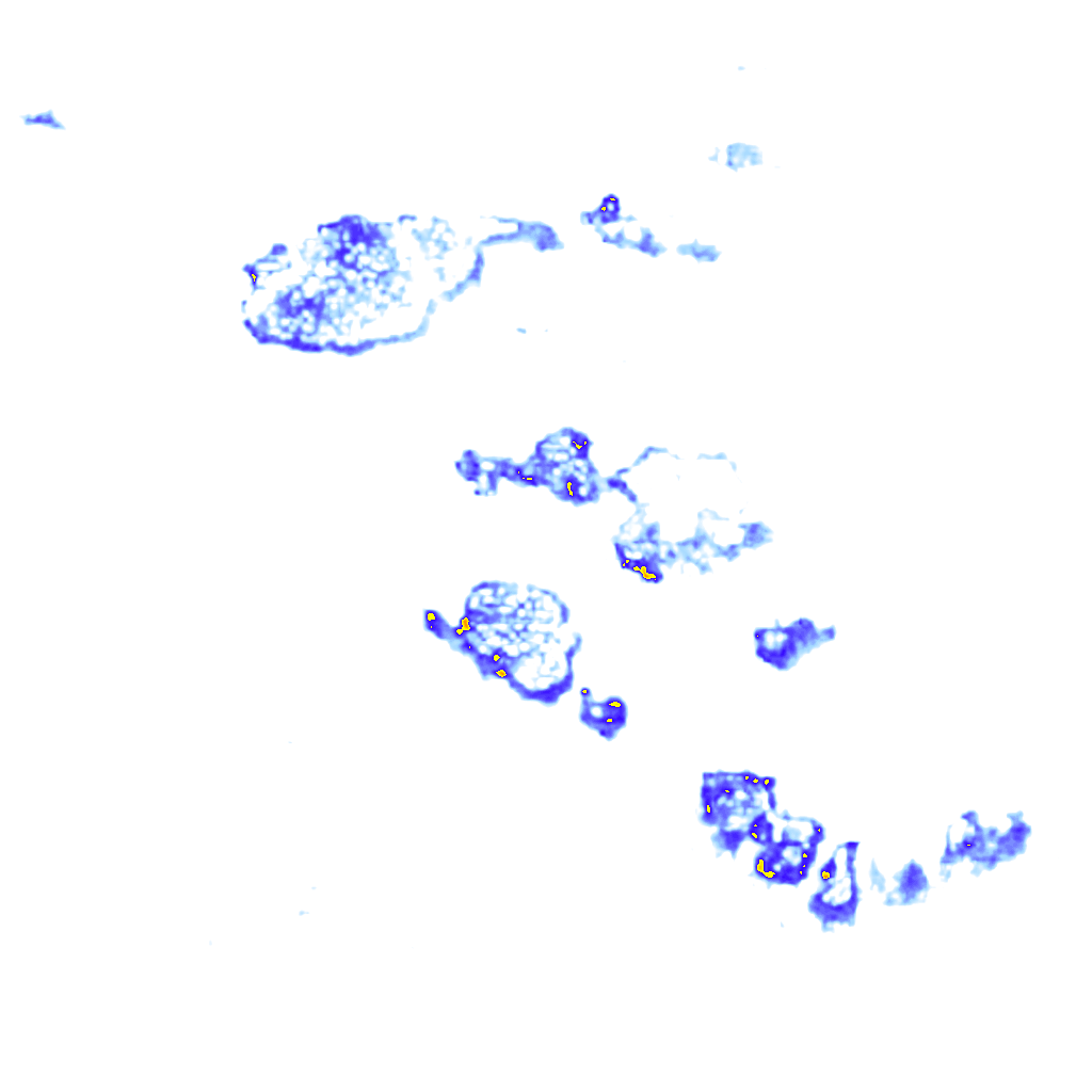 Image Layer