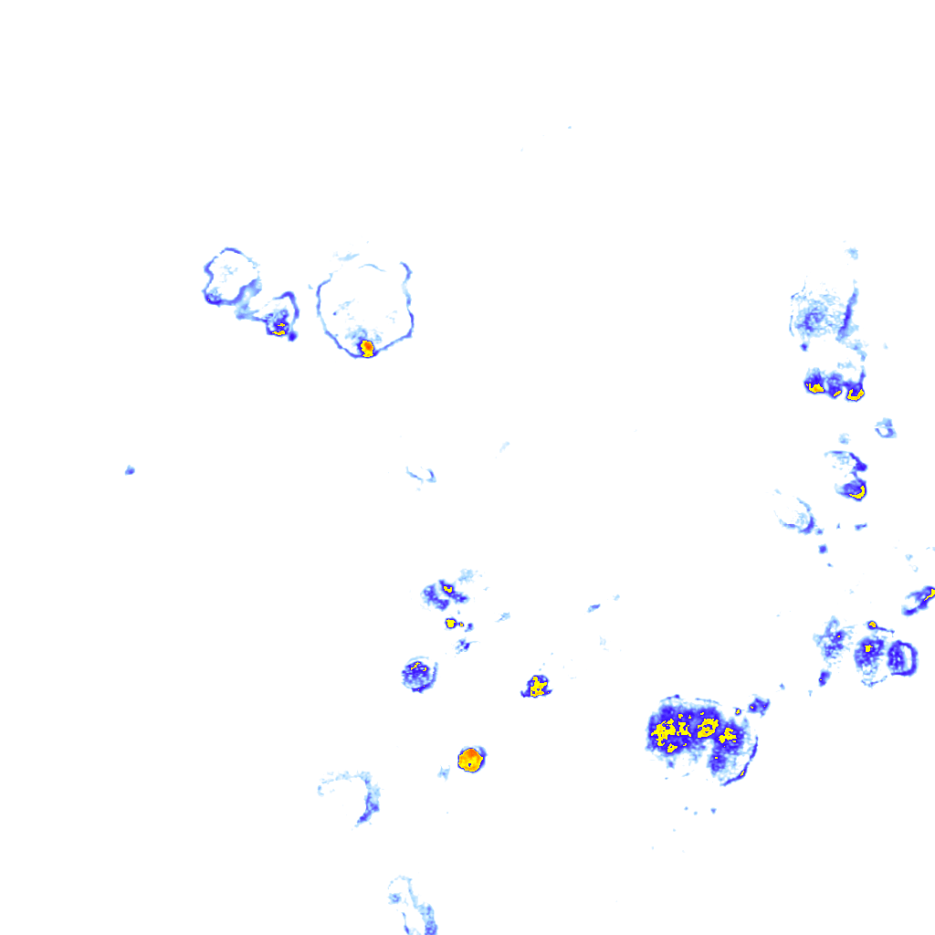Image Layer