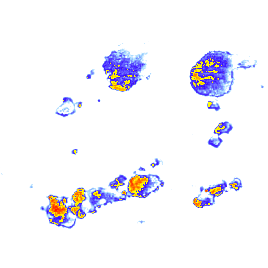 Image Layer