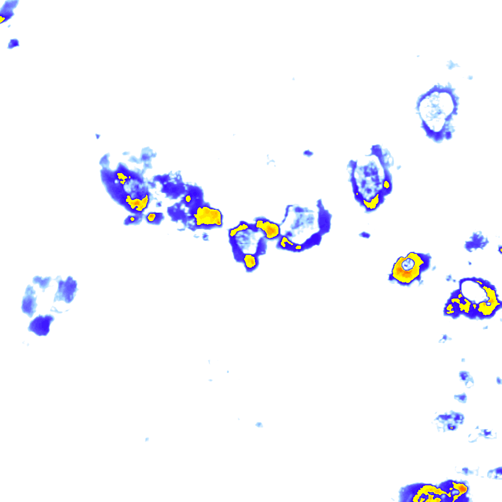 Image Layer