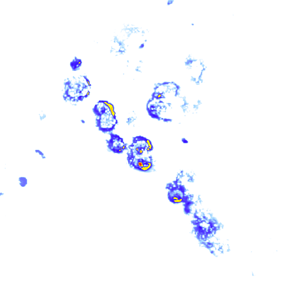 Image Layer