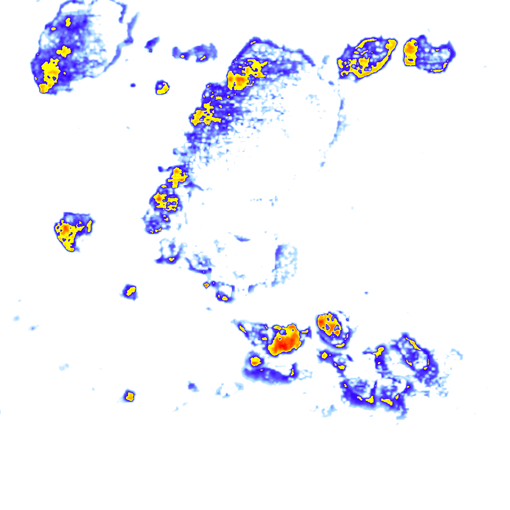 Image Layer