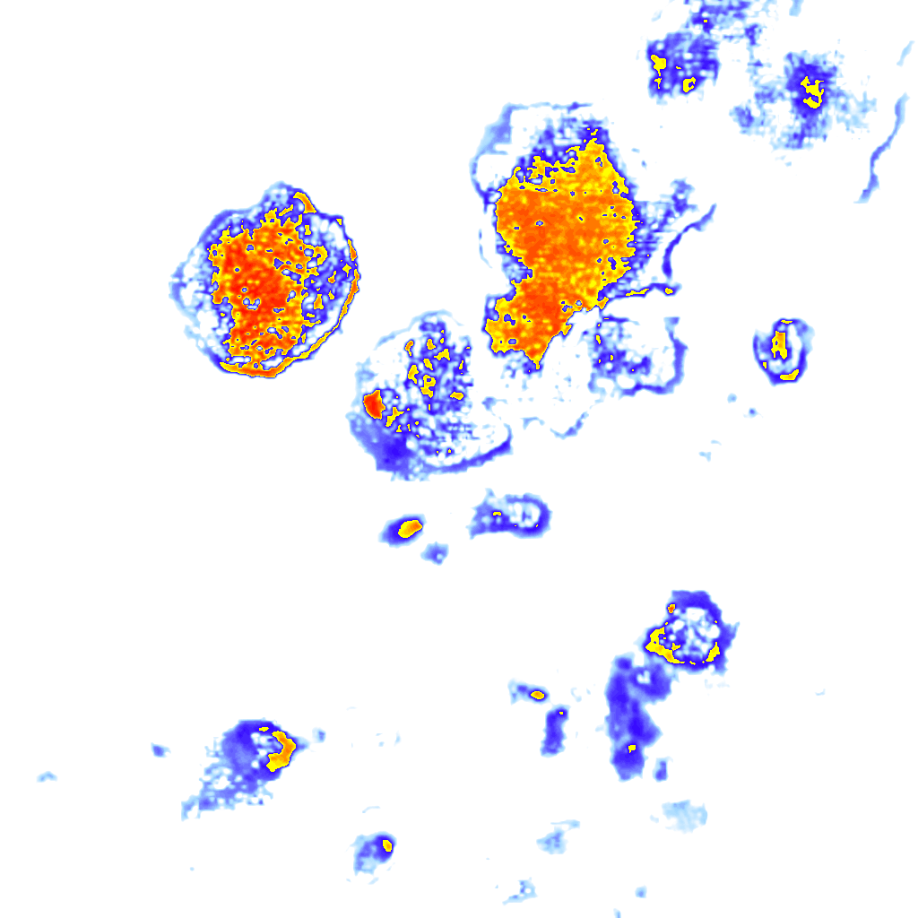 Image Layer