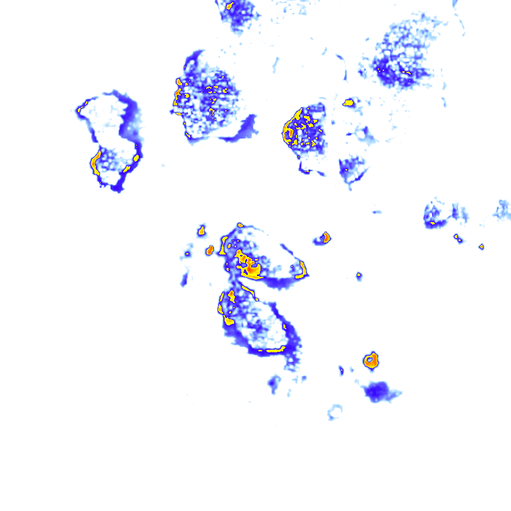 Image Layer