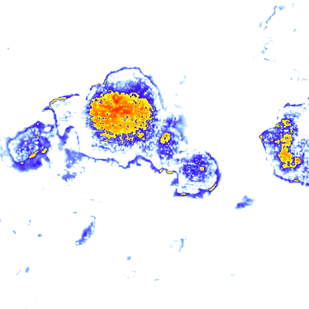 Image Layer