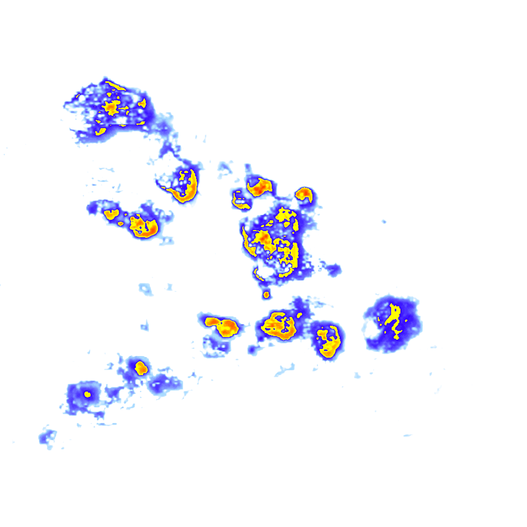 Image Layer