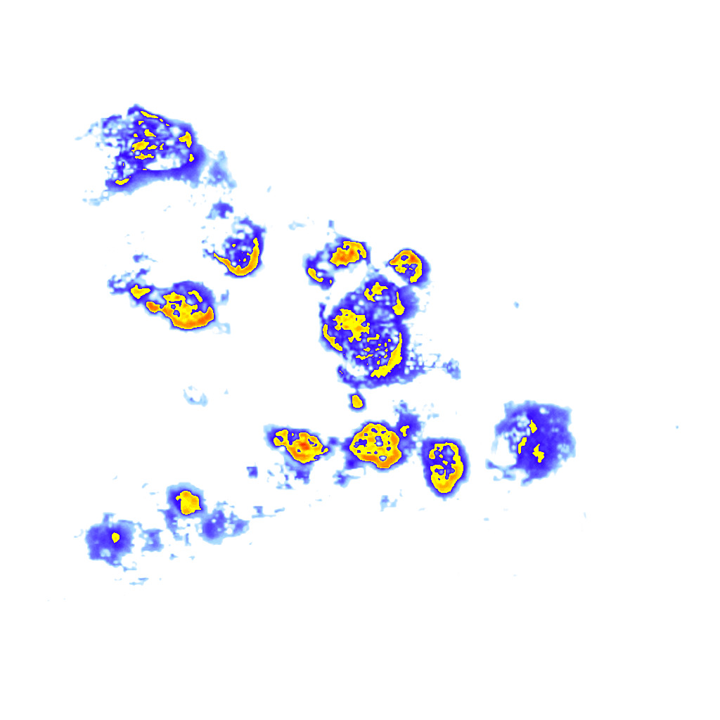 Image Layer