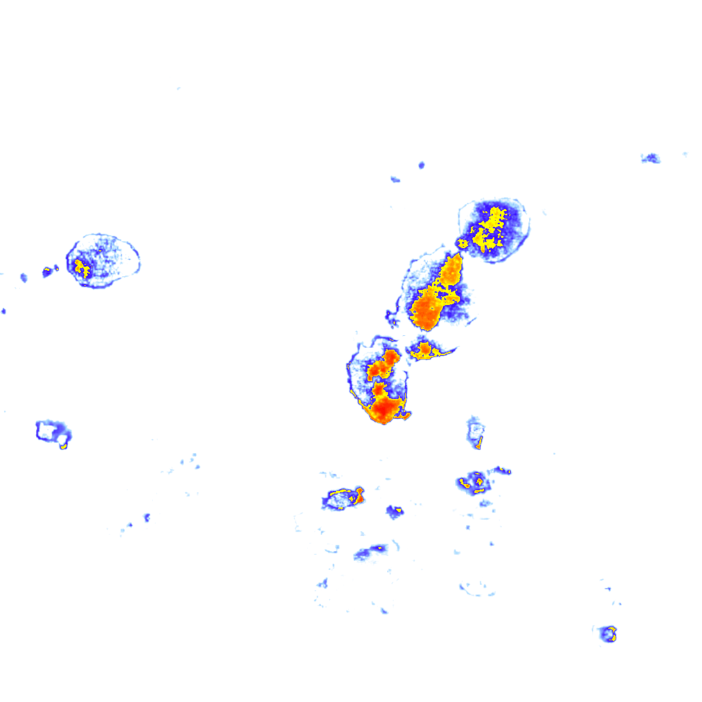 Image Layer