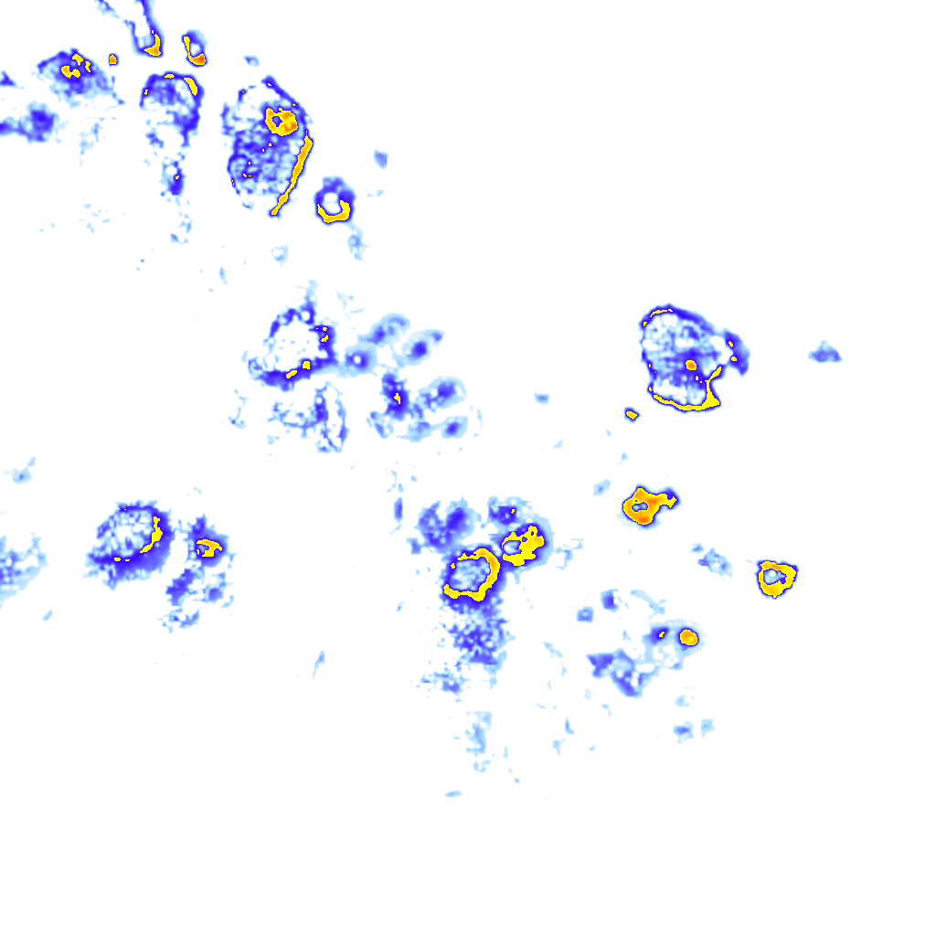 Image Layer