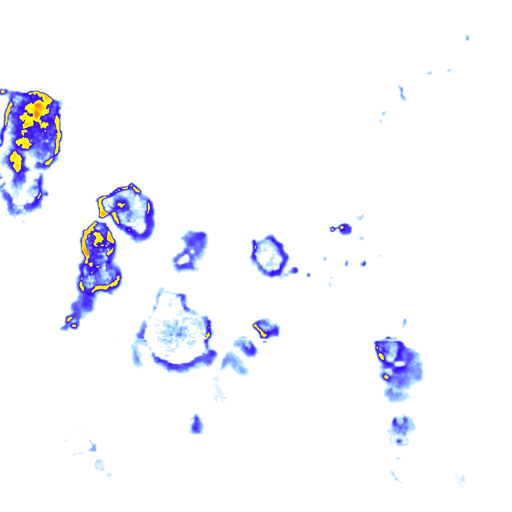 Image Layer