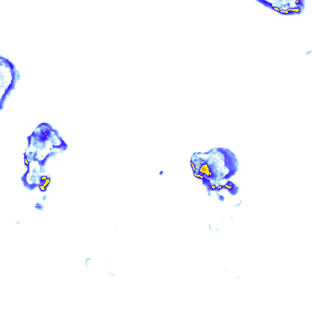 Image Layer