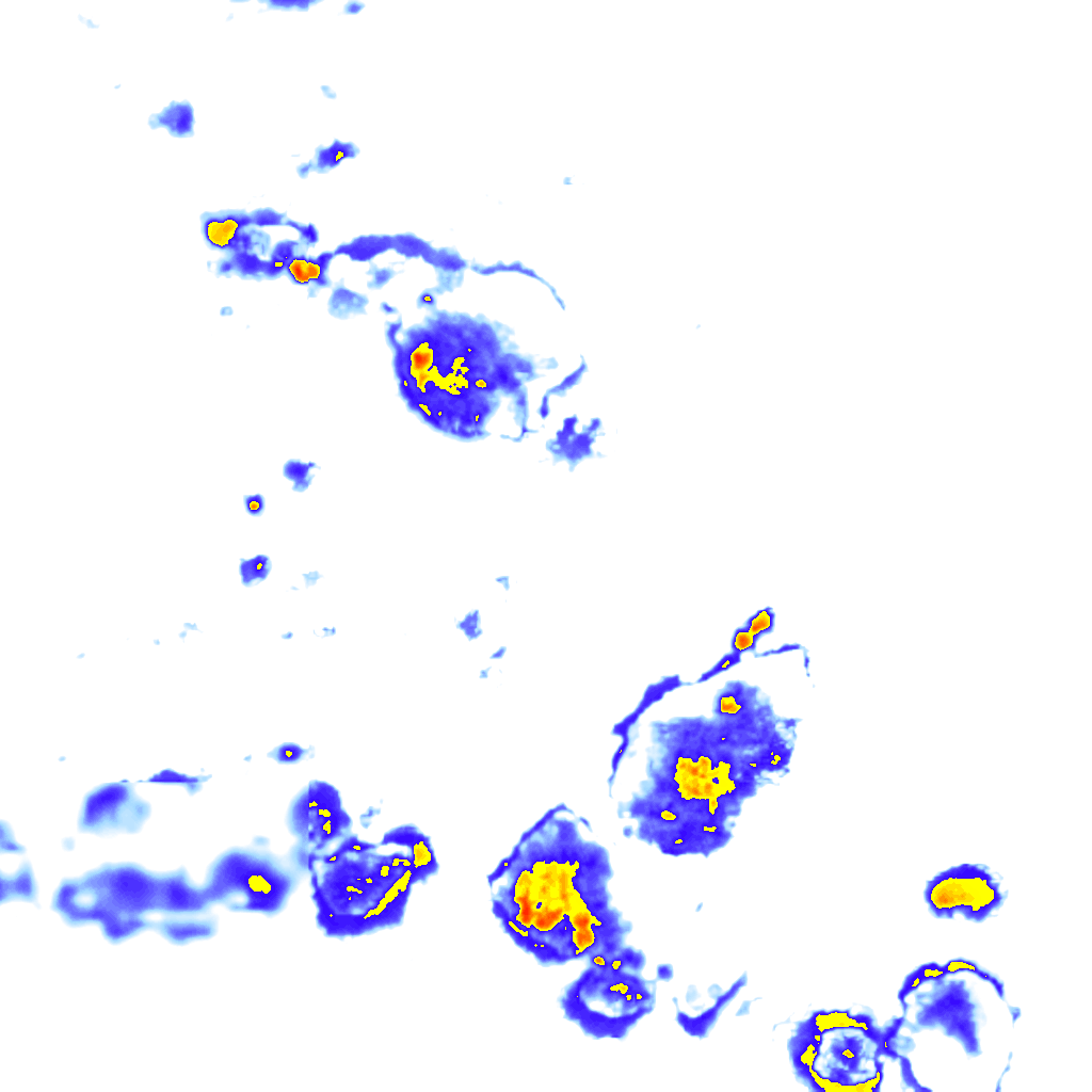 Image Layer