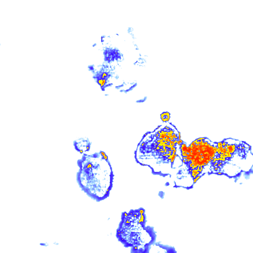 Image Layer