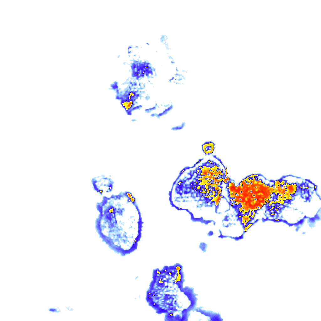 Image Layer