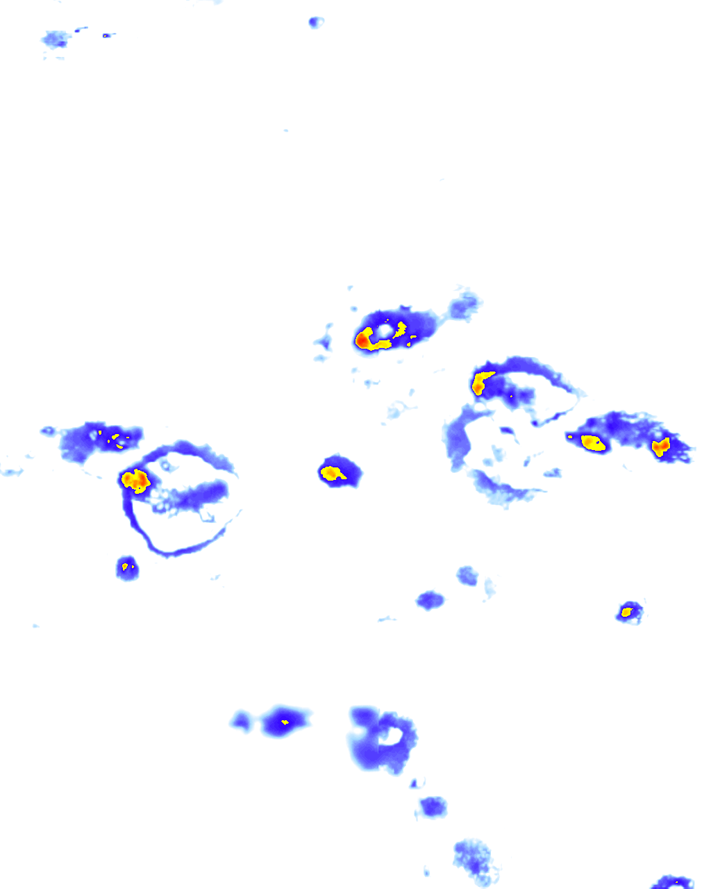 Image Layer