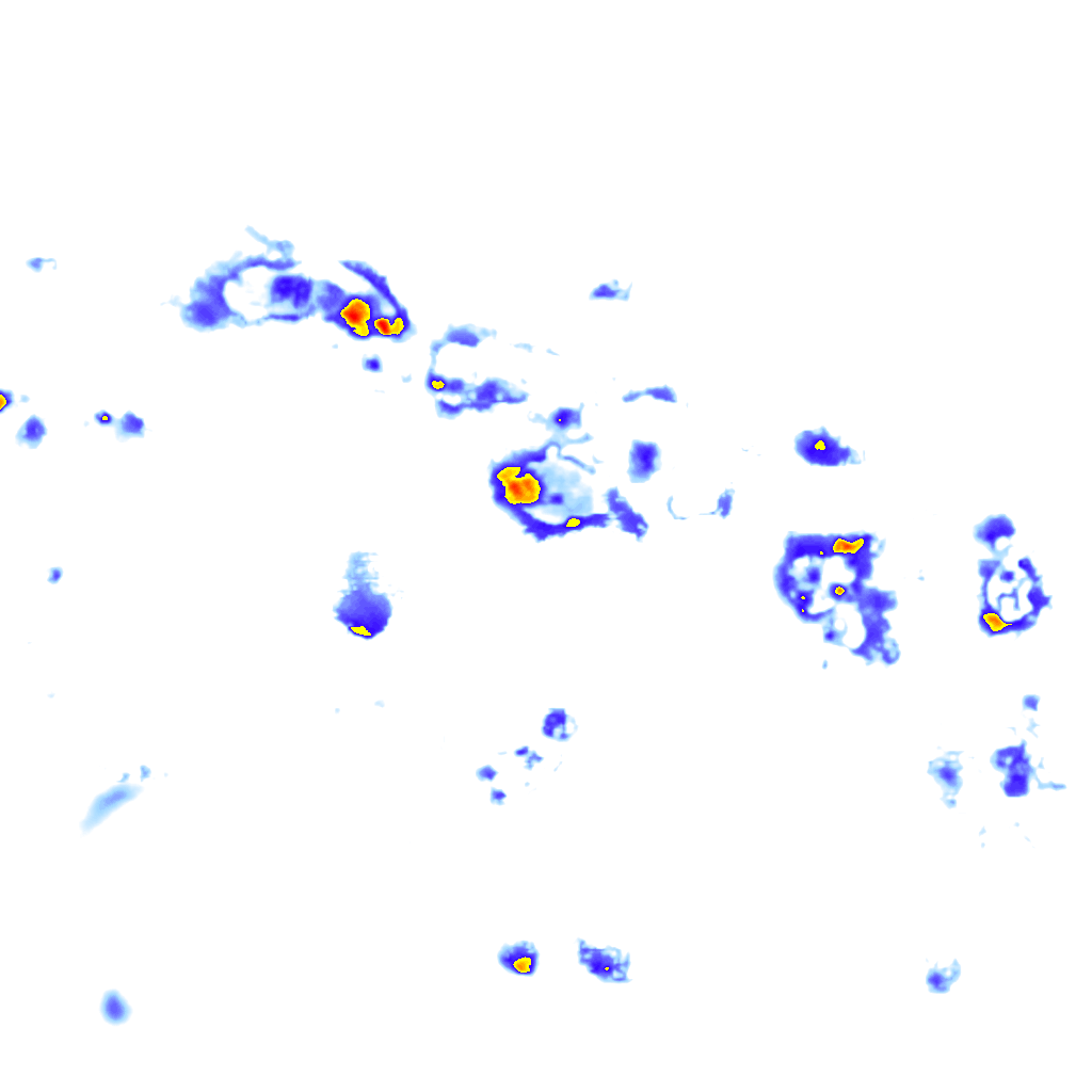 Image Layer
