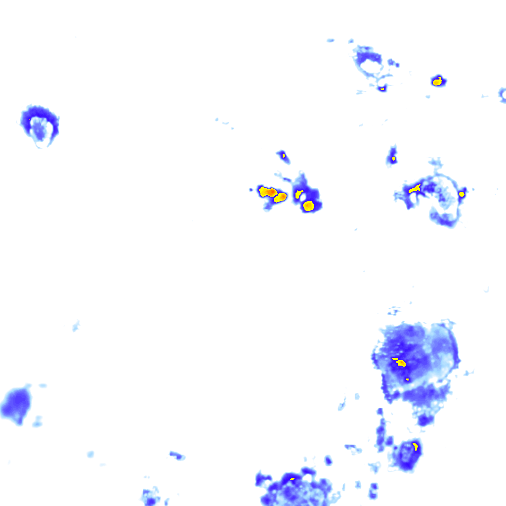 Image Layer