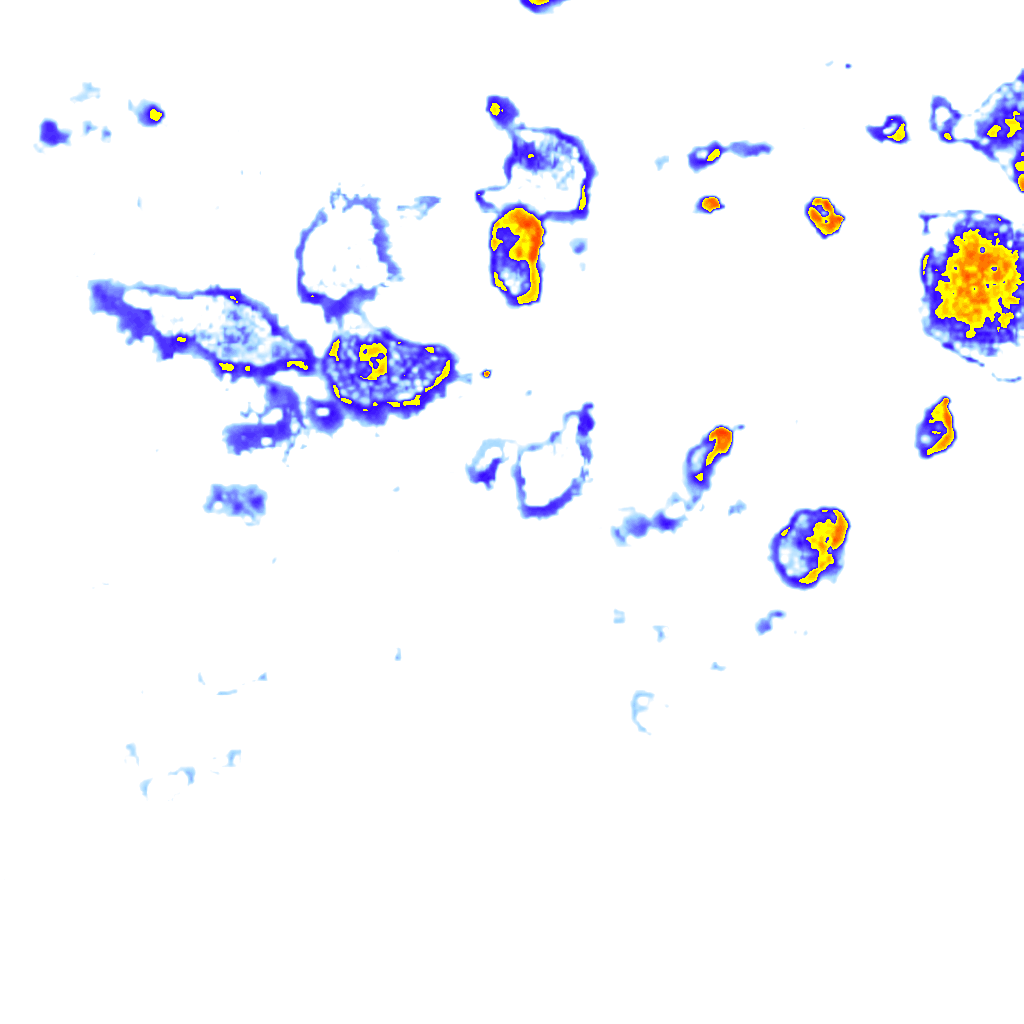 Image Layer
