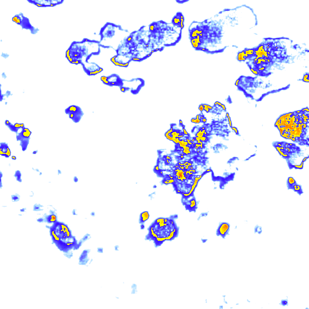 Image Layer