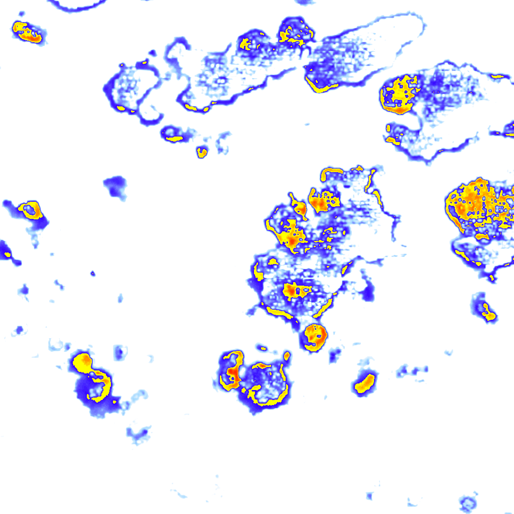 Image Layer