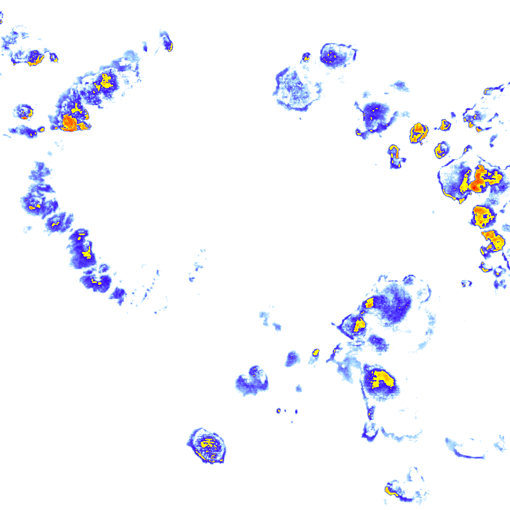 Image Layer