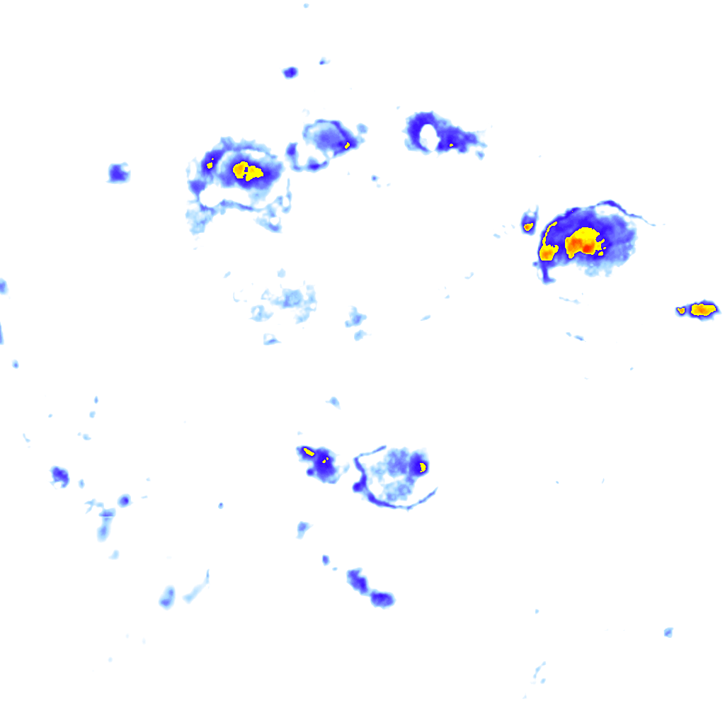 Image Layer