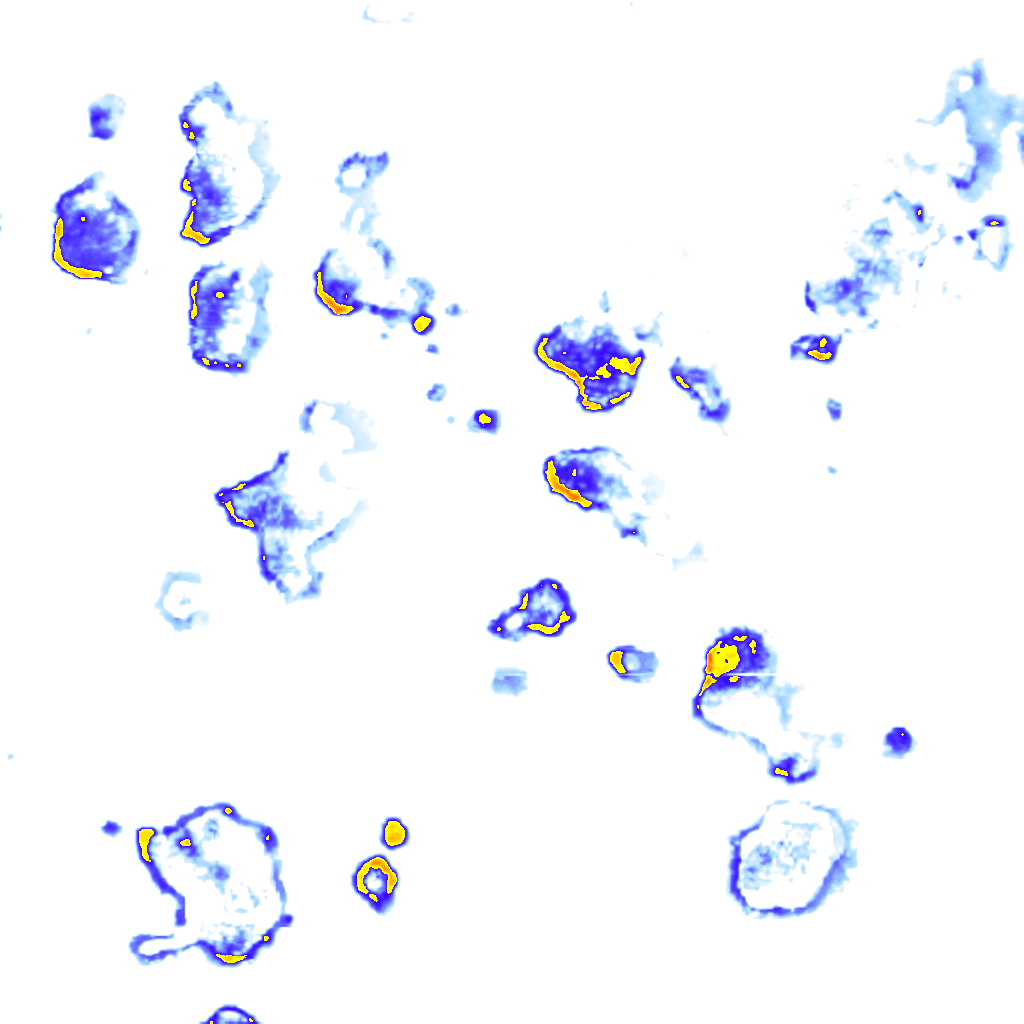 Image Layer